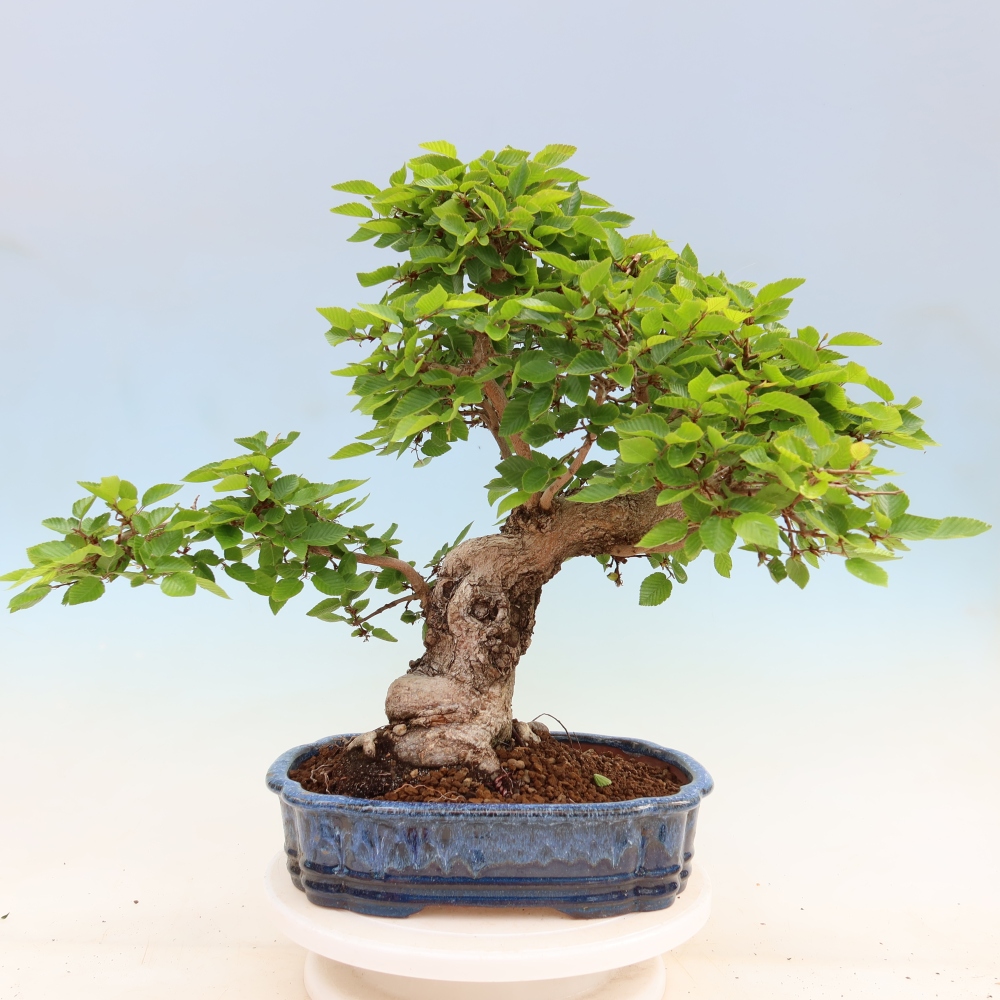 Outdoor bonsai - Carpinus coreana - grab koreański