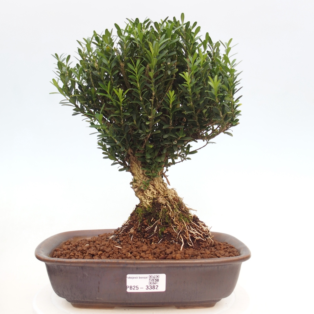 Pokój bonsai - Buxus harlandii - buxus korkowy