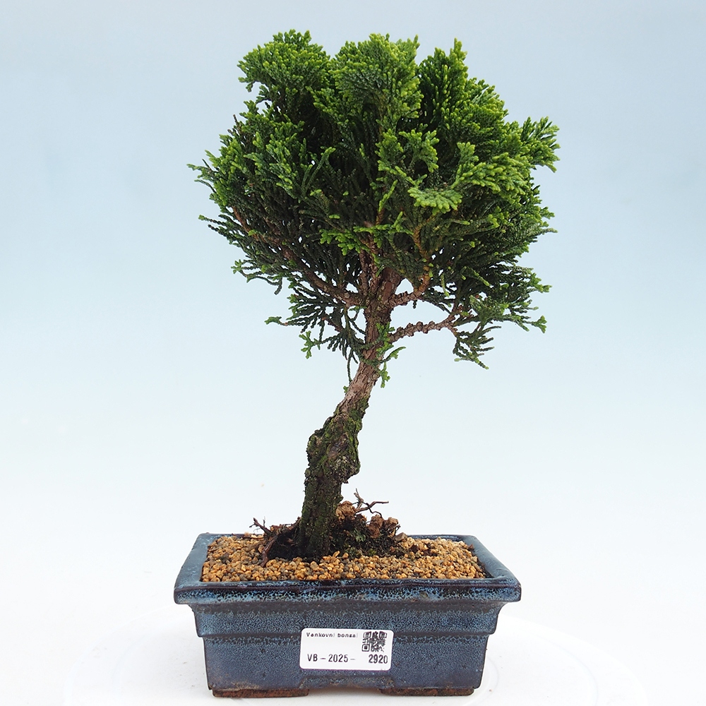 Bonsai na zewnątrz - Cham.pis obtusa Nana Gracilis - Cyprys