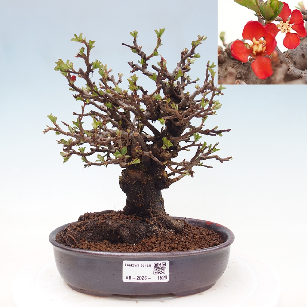 Bonsai zewnętrzne - Chaneomeles speciosa - Pigwa