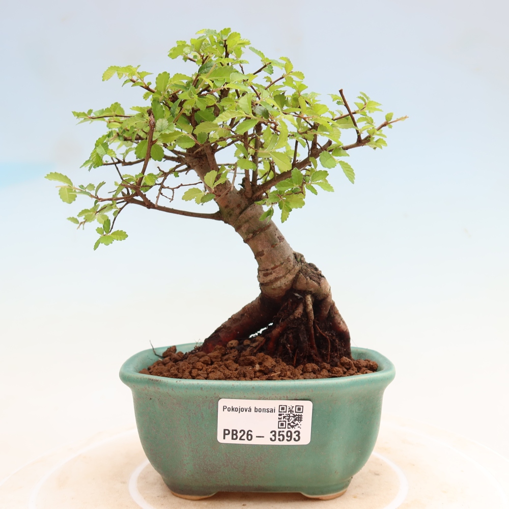 Pokój bonsai - Ulmus parvifolia - Wiąz drobnolistny