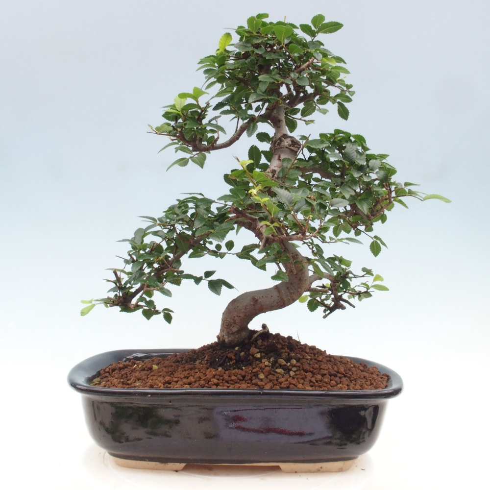 Bonsai wewnętrzne - Ulmus parvifolia - Wiąz drobnolistny