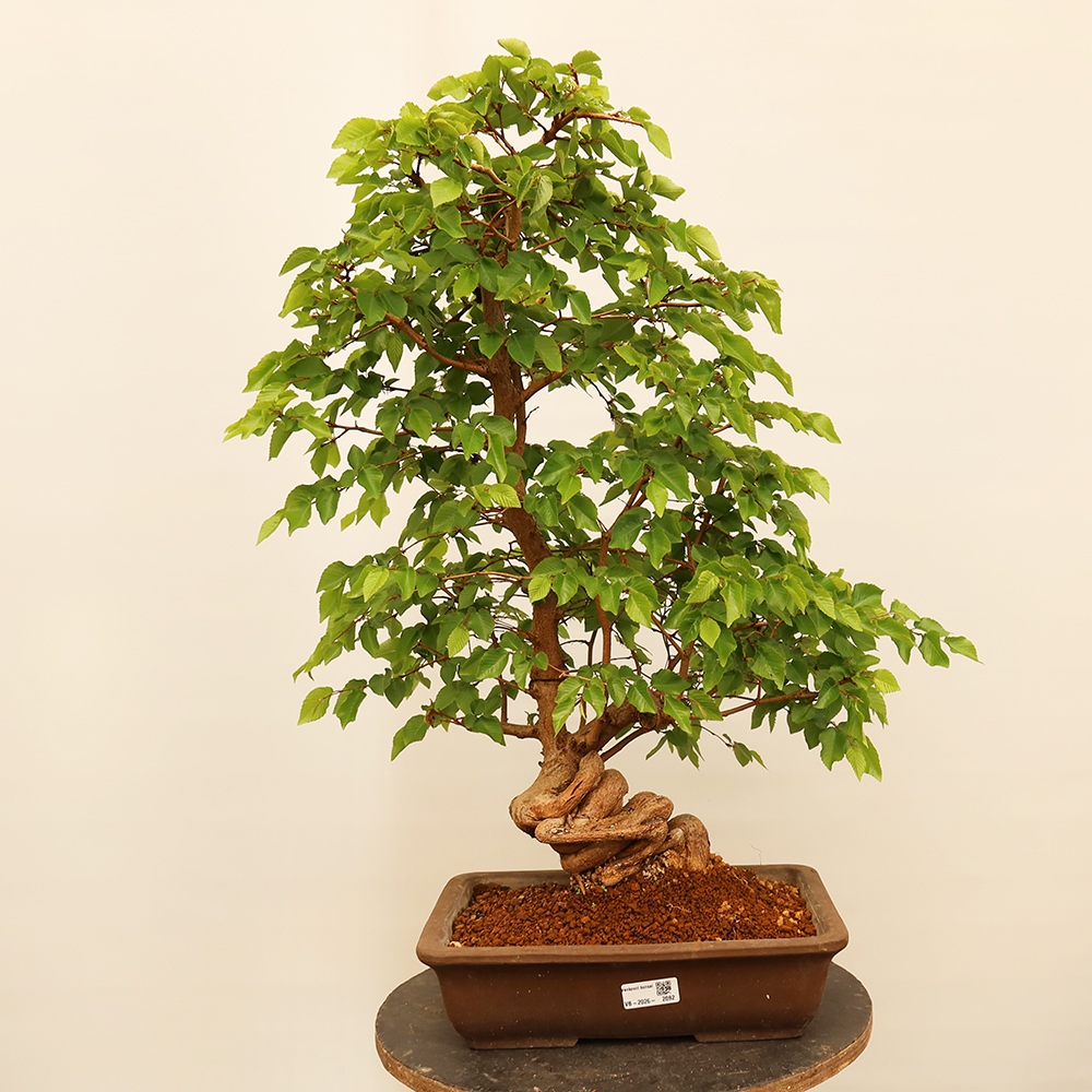 Bonsai plenerowe - Carpinus Coreana - grab koreański