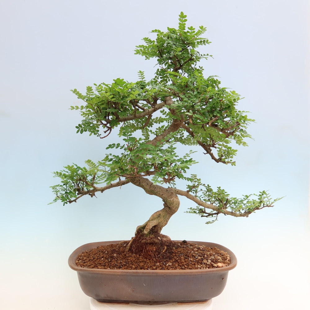 Pokój bonsai - Zantoxylum piperitum - drzewo pieprzowe