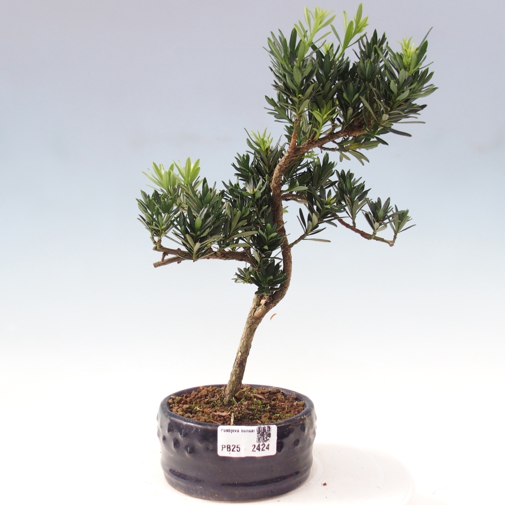Kryty bonsai - Podocarpus - Kamień tys