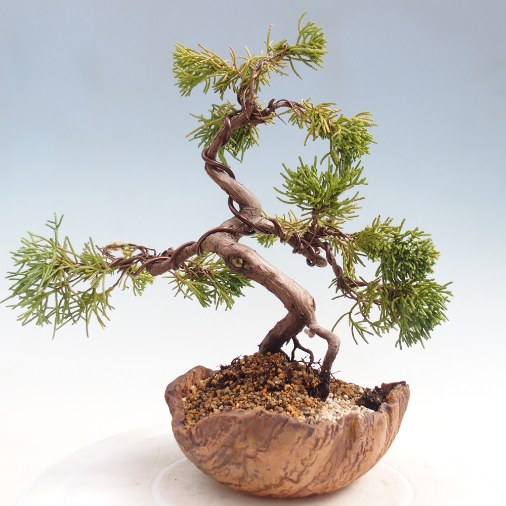 Outdoor bonsai - Juniperus chinensis Kishu
