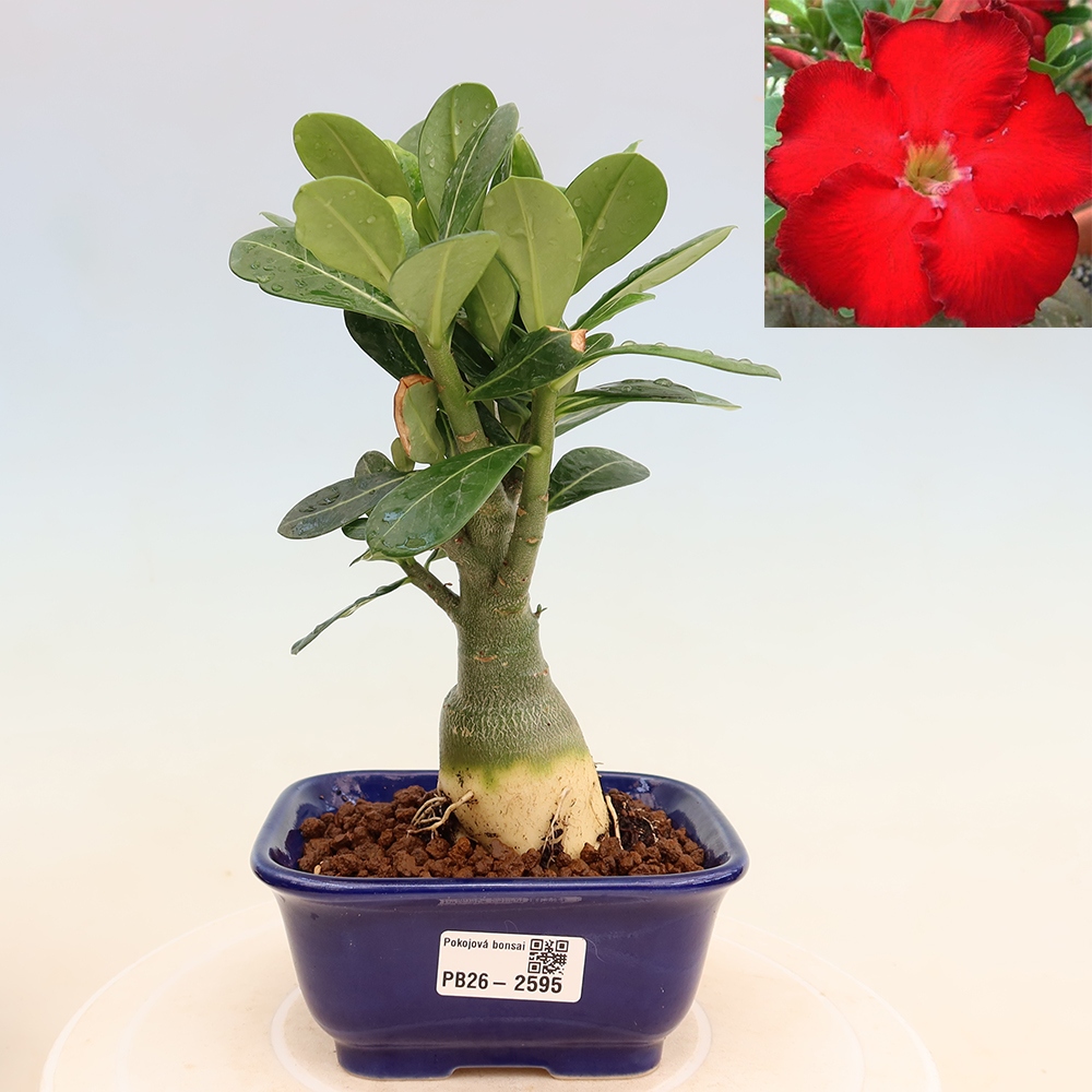 Bonsai pokojowe – Adenium obesum Red Star – Róża pustynna