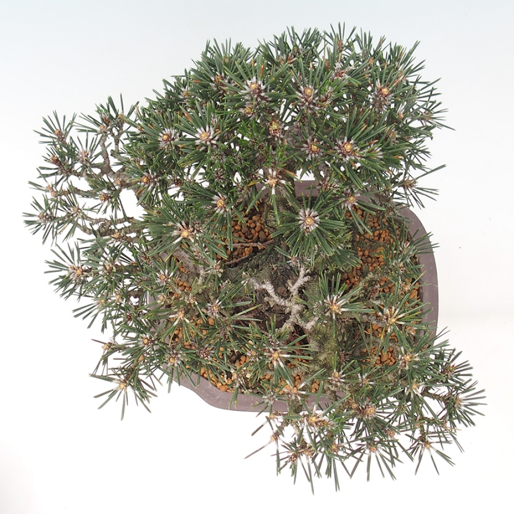 Outdoor bonsai - Pinus thunbergii Kotobuki - Sosna Thunberga