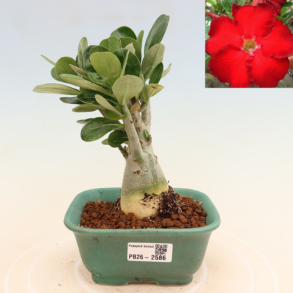 Bonsai pokojowe – Adenium obesum Red Star – Róża pustynna