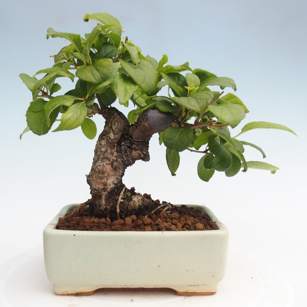 Bonsai na zewnątrz - Celastrus Jesenec