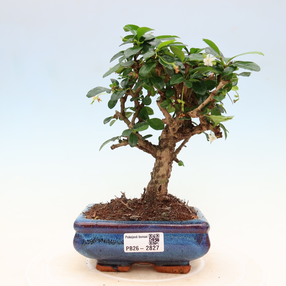 Bonsai pokojowe - Carmona macrophylla - Tea fuki