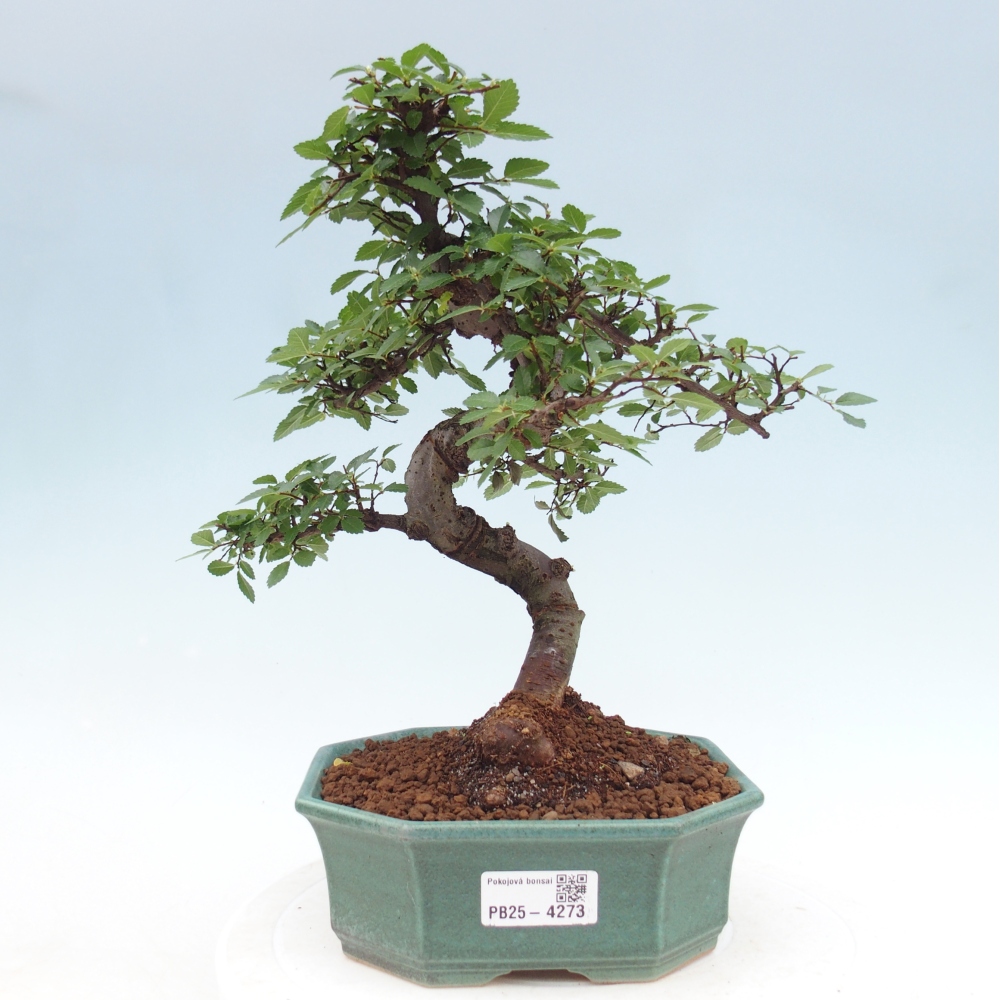 Pokój bonsai - Ulmus parvifolia - Wiąz drobnolistny
