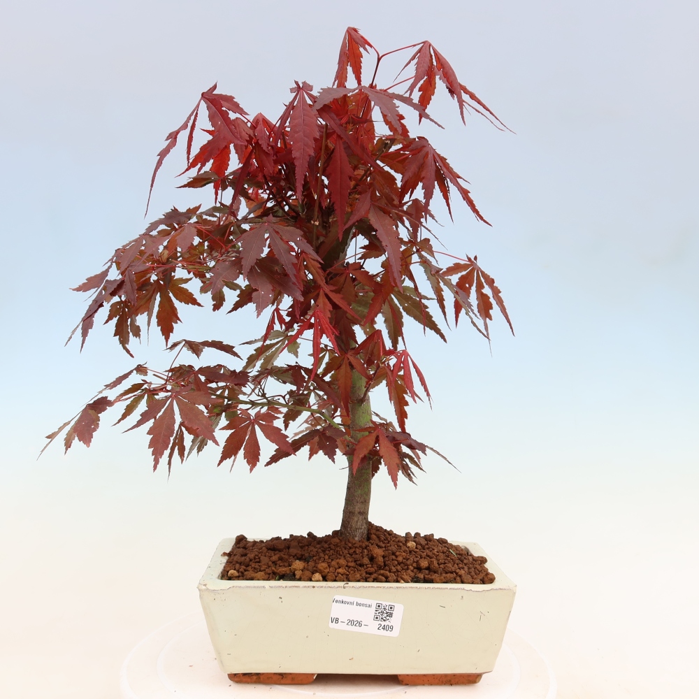 Bonsai na zewnątrz - Palma Acer. Atropurpureum-Javor palmate