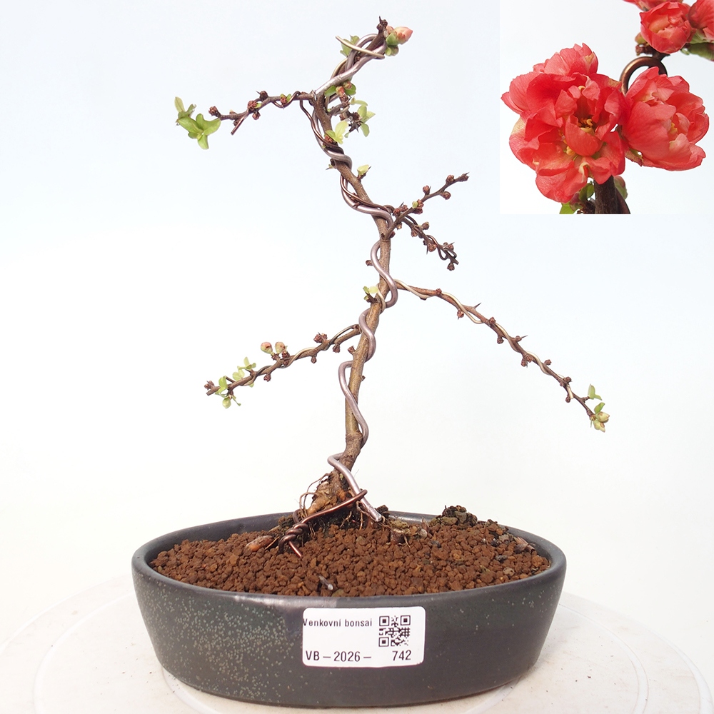 Outdoor bonsai - Chaneomeles s. Red Joy - Pigwa