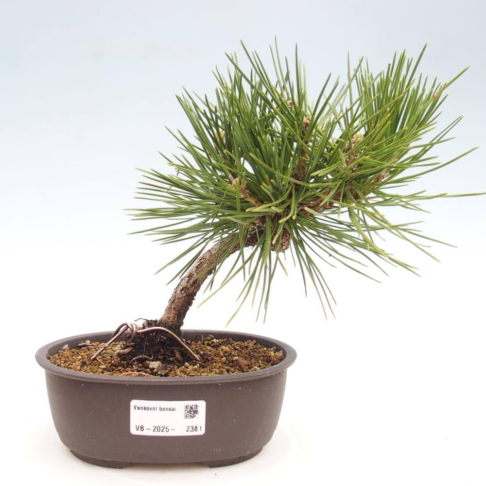 Bonsai ogrodowe - Pinus thunbergii - Sosna Thunbergia