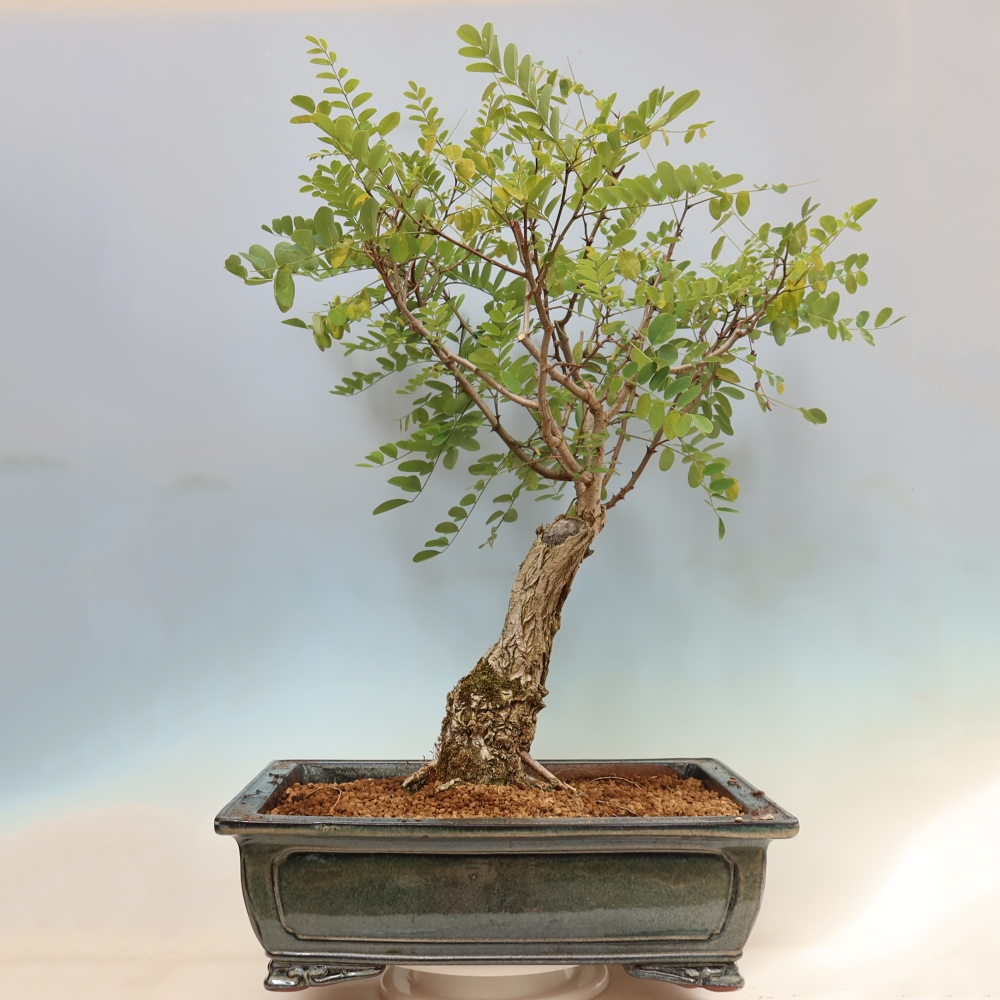 Bonsai ogrodowe – trnówka akacjowa – Robinia pseudoacacia