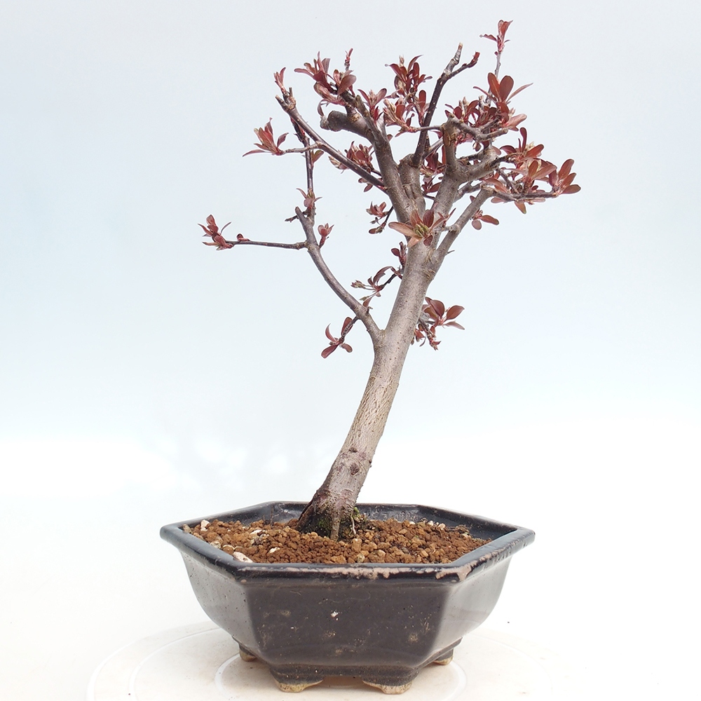 Outdoor bonsai - Malus domestica - Jabłoń czerwonolistna o małych owocach