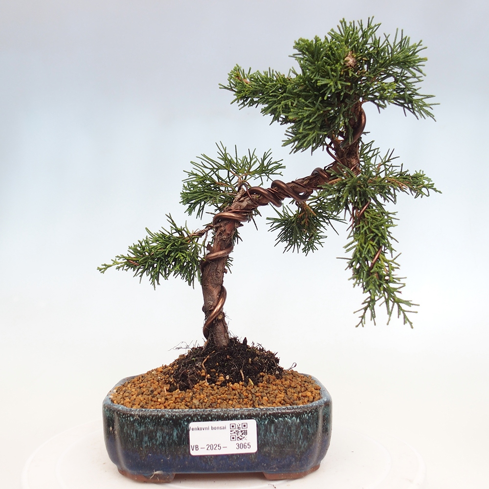Bonsai zewnętrzne - Juniperus chinensis Kishu - Jałowiec chiński