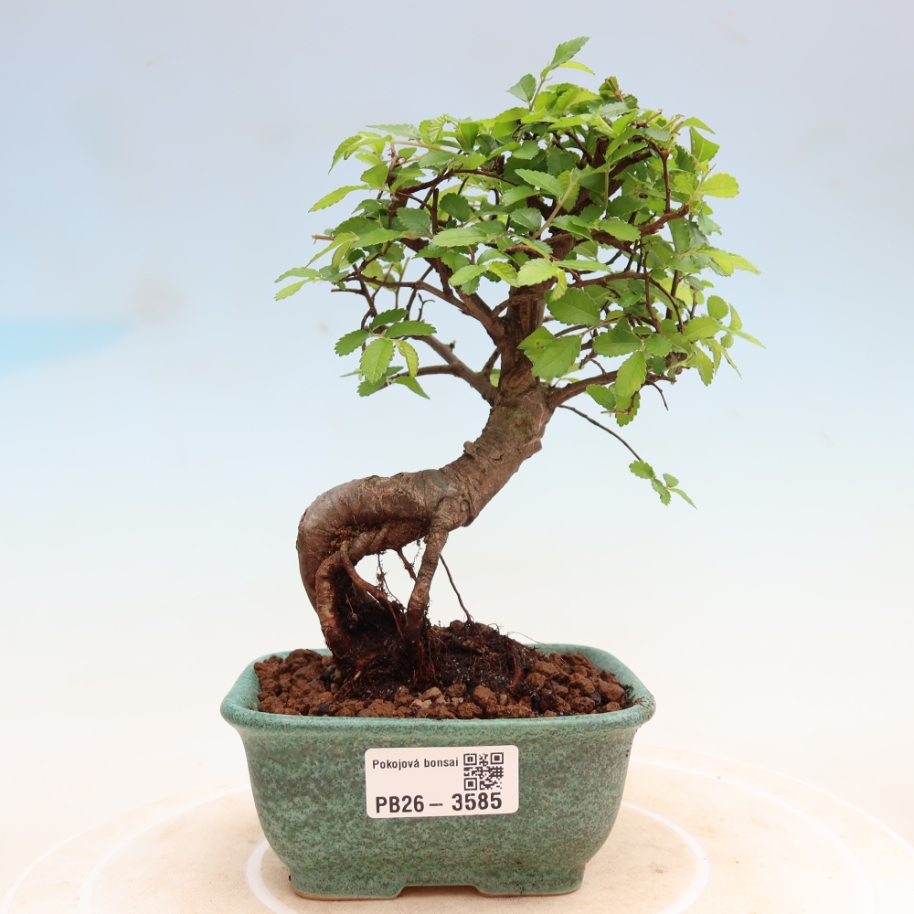 Pokój bonsai - Ulmus parvifolia - Wiąz drobnolistny