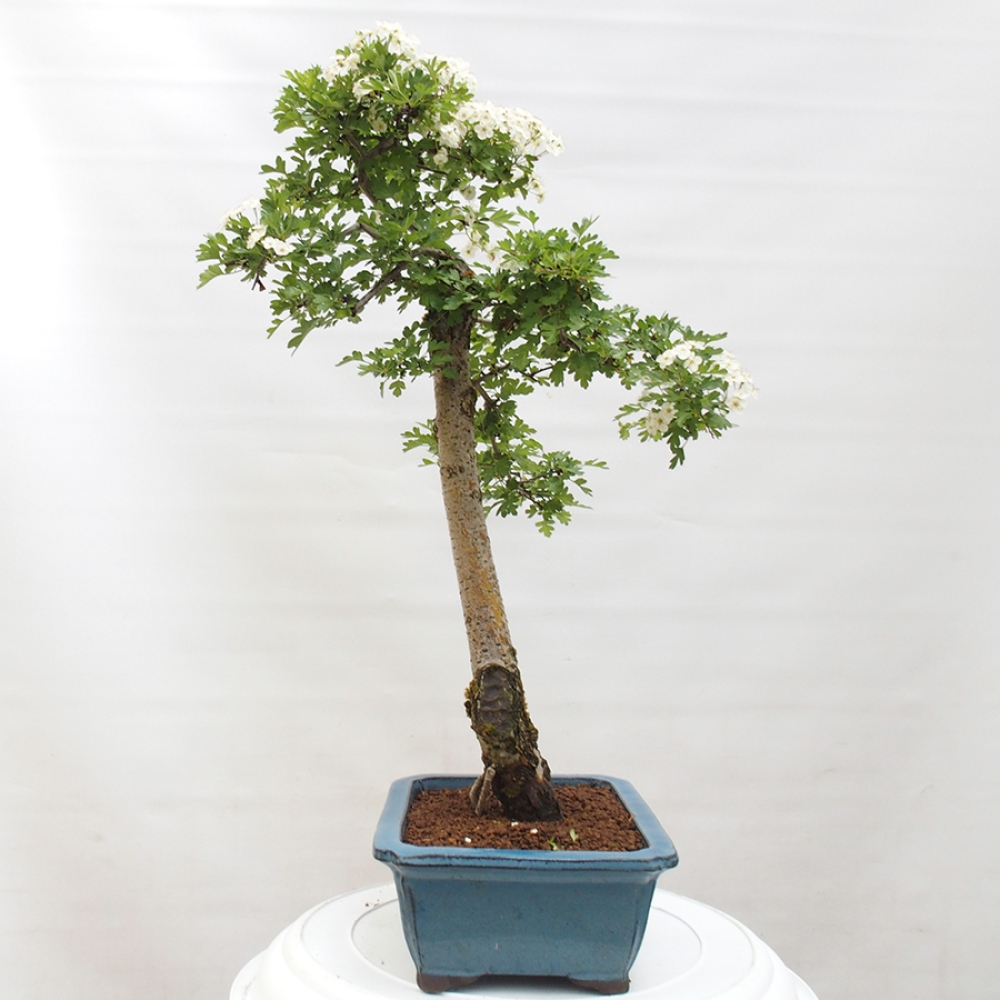 Bonsai zewnętrzne - Głóg - Crataegus monogyna