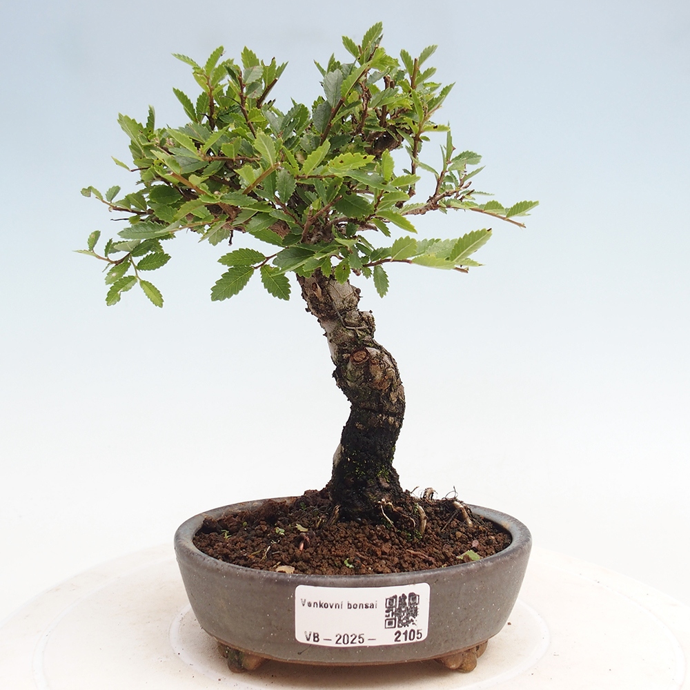Outdoor bonsai - Zelkova - Zelkova NIRE