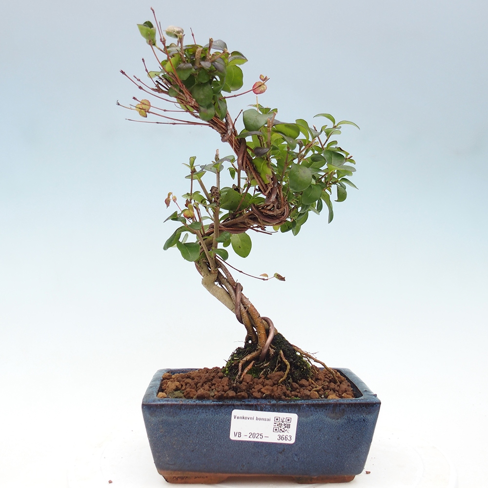 Outdoor bonsai - Ligustrum vulgare - Widok z lotu ptaka