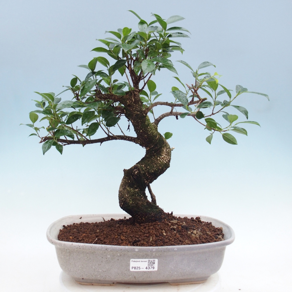 Pokój bonsai - Ficus retusa - figowiec drobnolistny