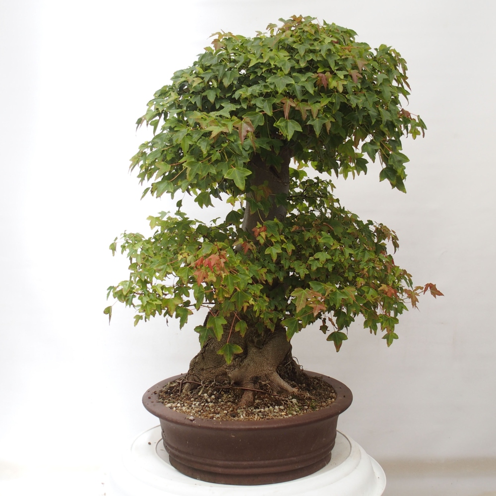 Outdoor bonsai - Maple Buergerianum - Burger Maple