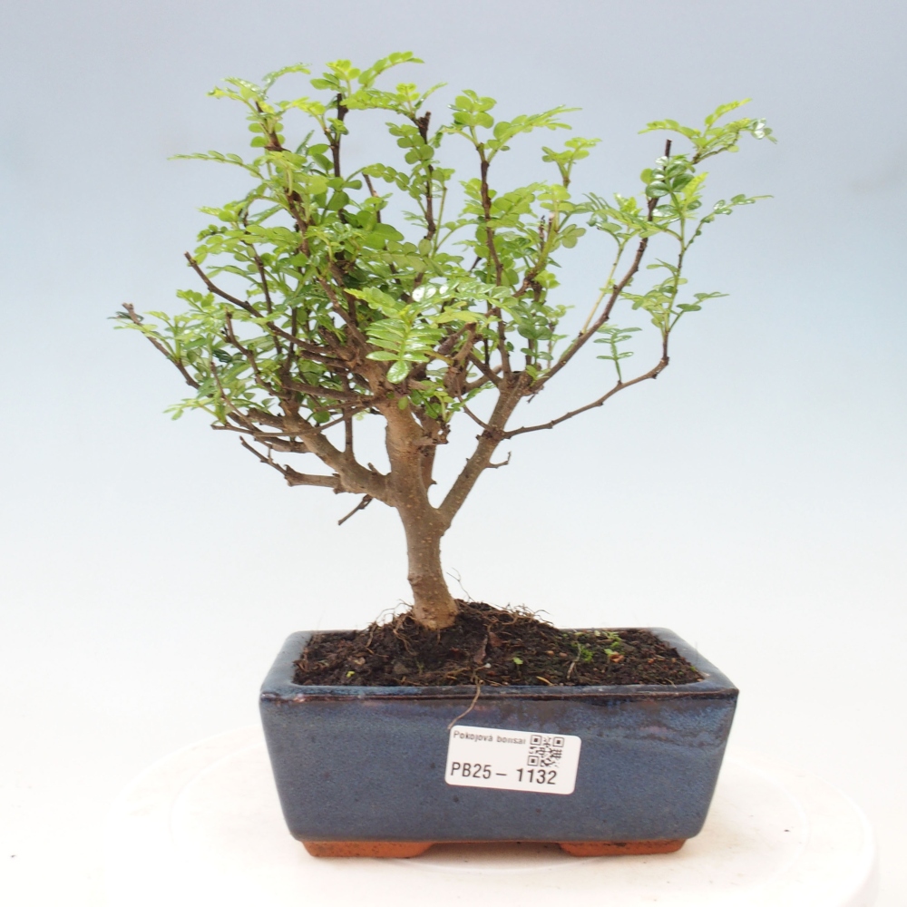 Kryty bonsai - Zantoxylum piperitum - Mięta pieprzowa
