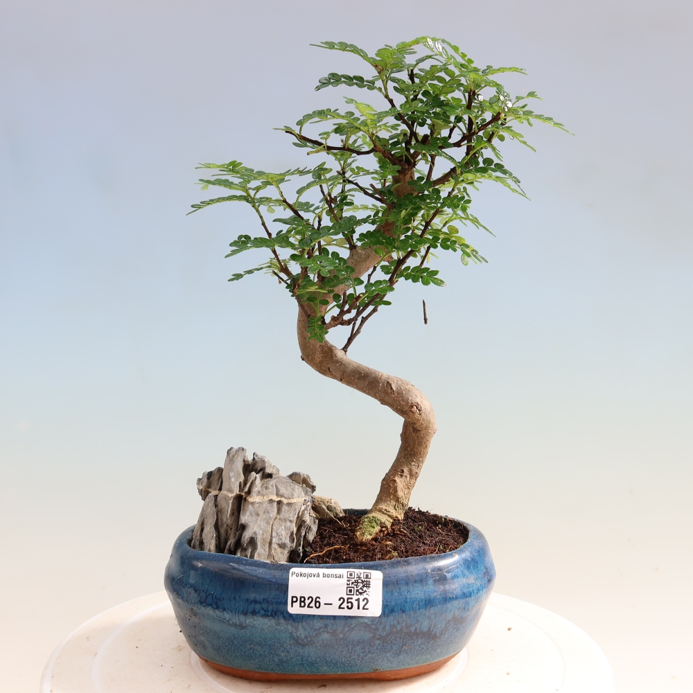 Pokój bonsai - Zantoxylum piperitum - drzewo pieprzowe