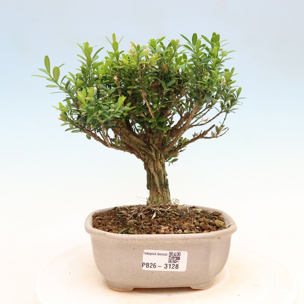 Pokój bonsai - Buxus harlandii - buxus korkowy