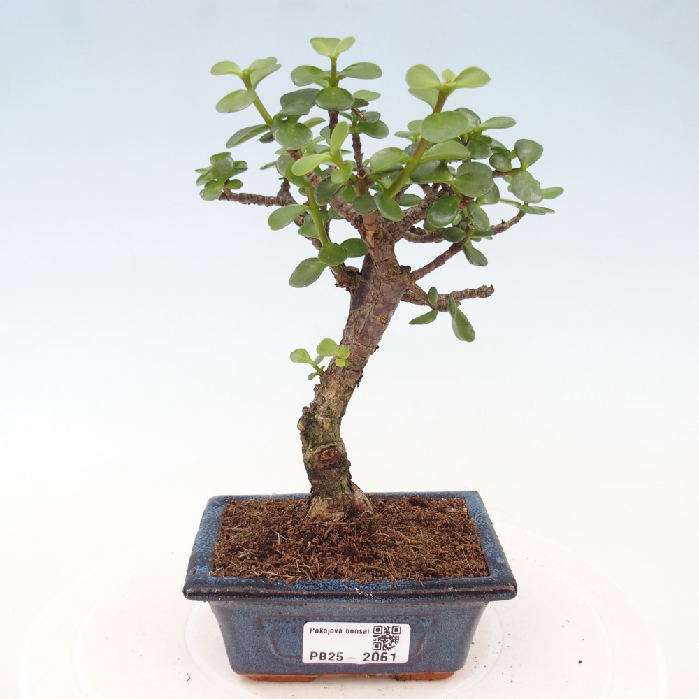 Kryte bonsai - Portulakaria Afra - Tlustice