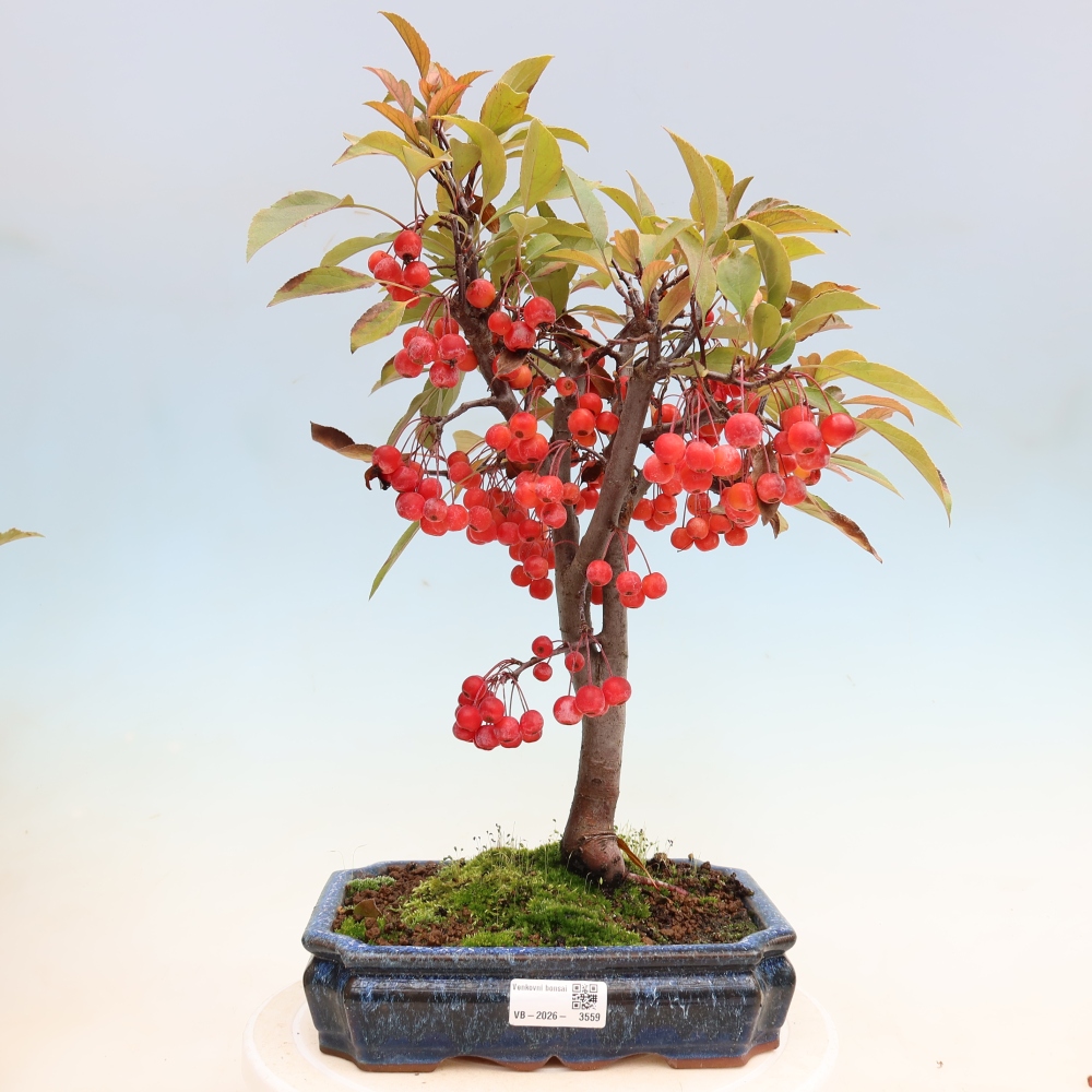 Outdoor bonsai - Malus domestica - Jabłoń czerwonolistna o małych owocach