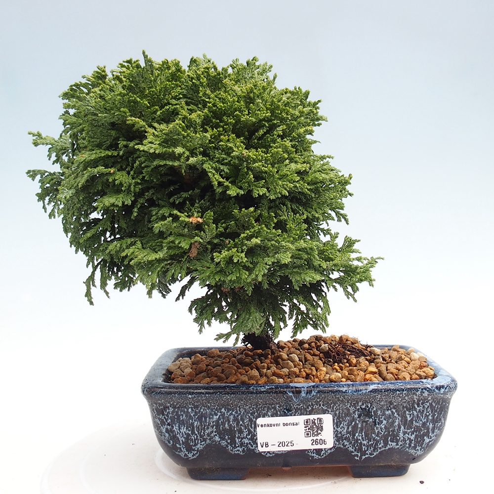 Outdoor bonsai - Cham.pis Parslori - Cyprys