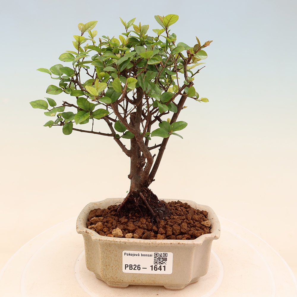 Bonsai pokojowe - Sageretia thea - Sageretia thea
