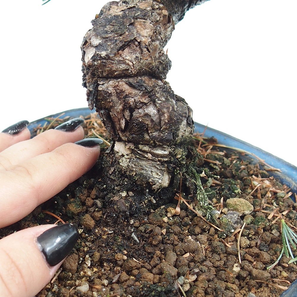 Outdoor bonsai - Pinus parviflora - Mała sosna