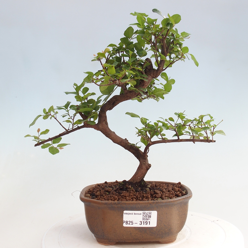 Bonsai wewnętrzne - Sagerécie thea - Sagerécie thea