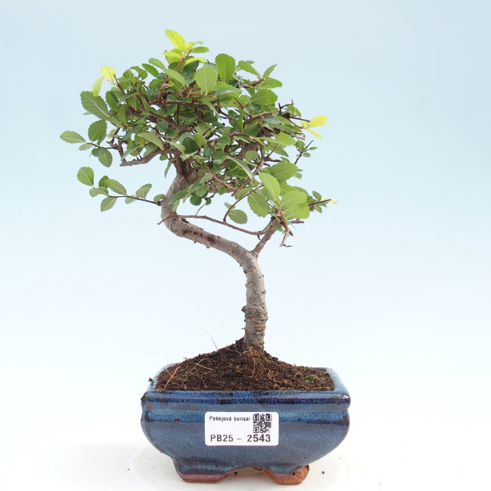 Kryty bonsai - Ulmus parvifolia - Wiąz mały liść