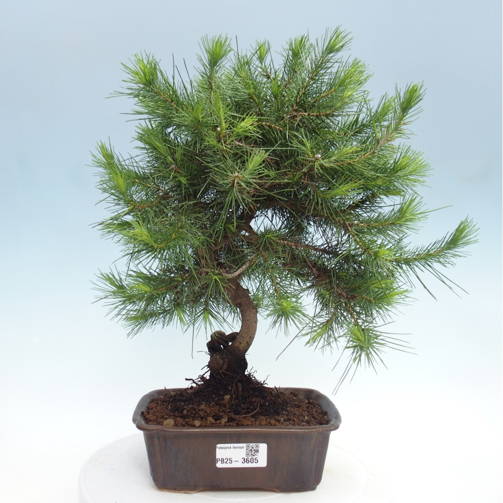Pokój bonsai - Pinus halepensis - Sosna z Aleppo