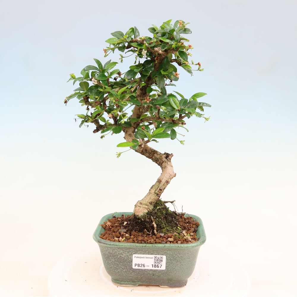 Bonsai pokojowe - Carmona macrophylla - Tea fuki