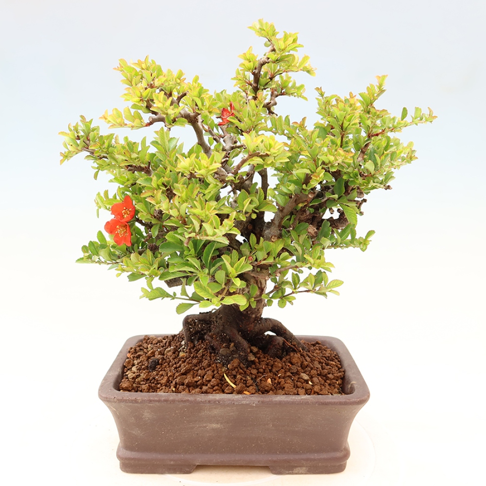 Bonsai zewnętrzne - Chaneomeles speciosa Chojubai