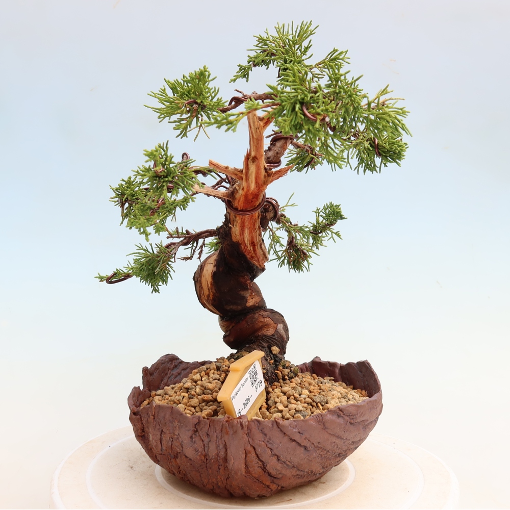 Bonsai ogrodowe – Juniperus chinensis Itoigawa – jałowiec chiński