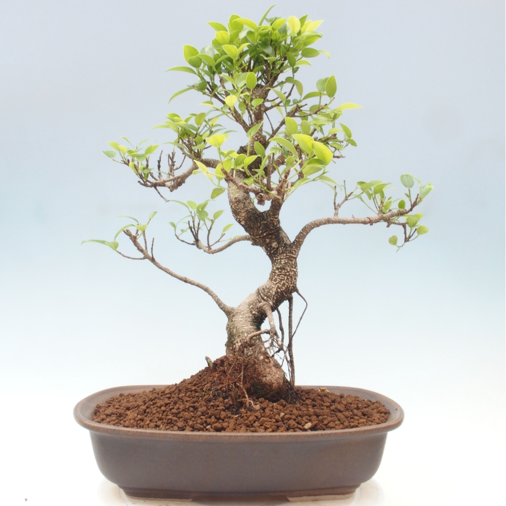 Kryty bonsai - Ficus kimmen - figowiec drobnolistny