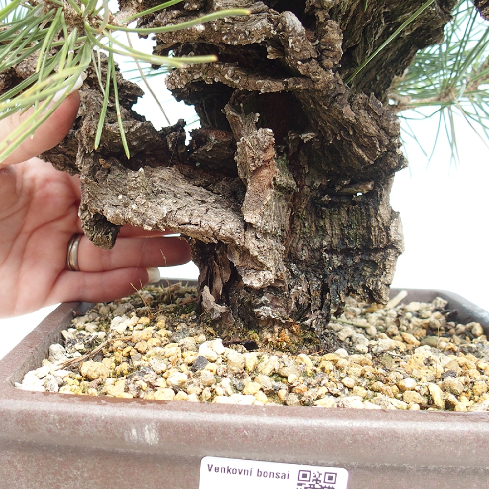 Outdoor bonsai - Pinus thunbergii - sosna Thunberga