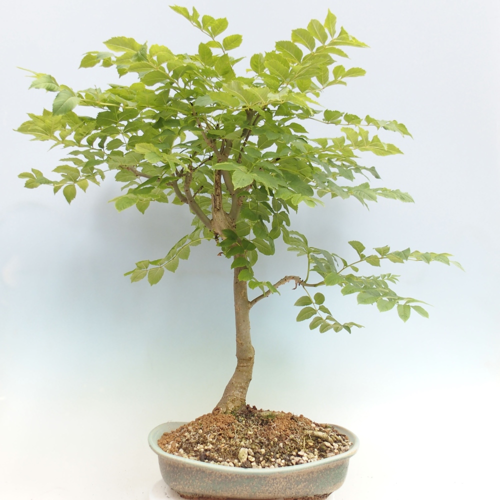 Bonsai zewnętrzne - Fraxinus - Ash