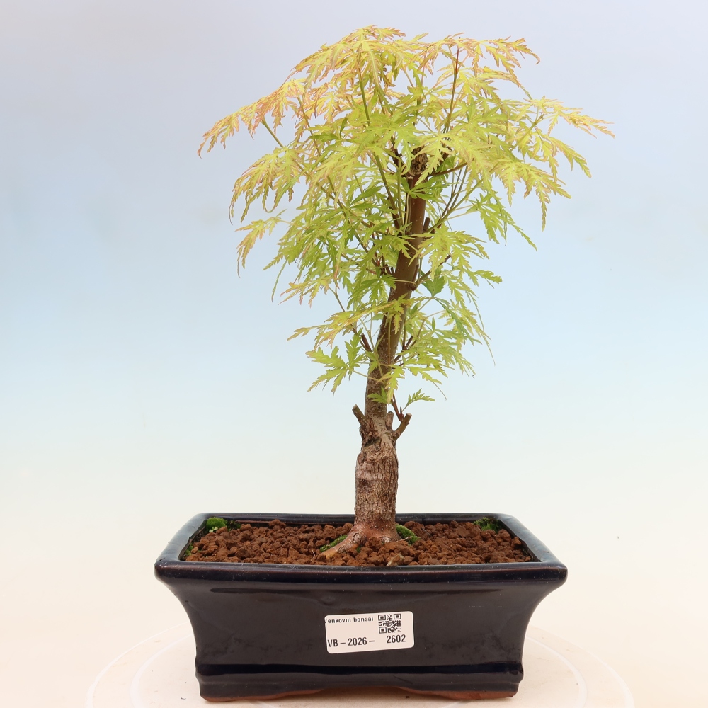 Bonsai ogrodowe – Acer palmatum Dissectum – klon palmowy 