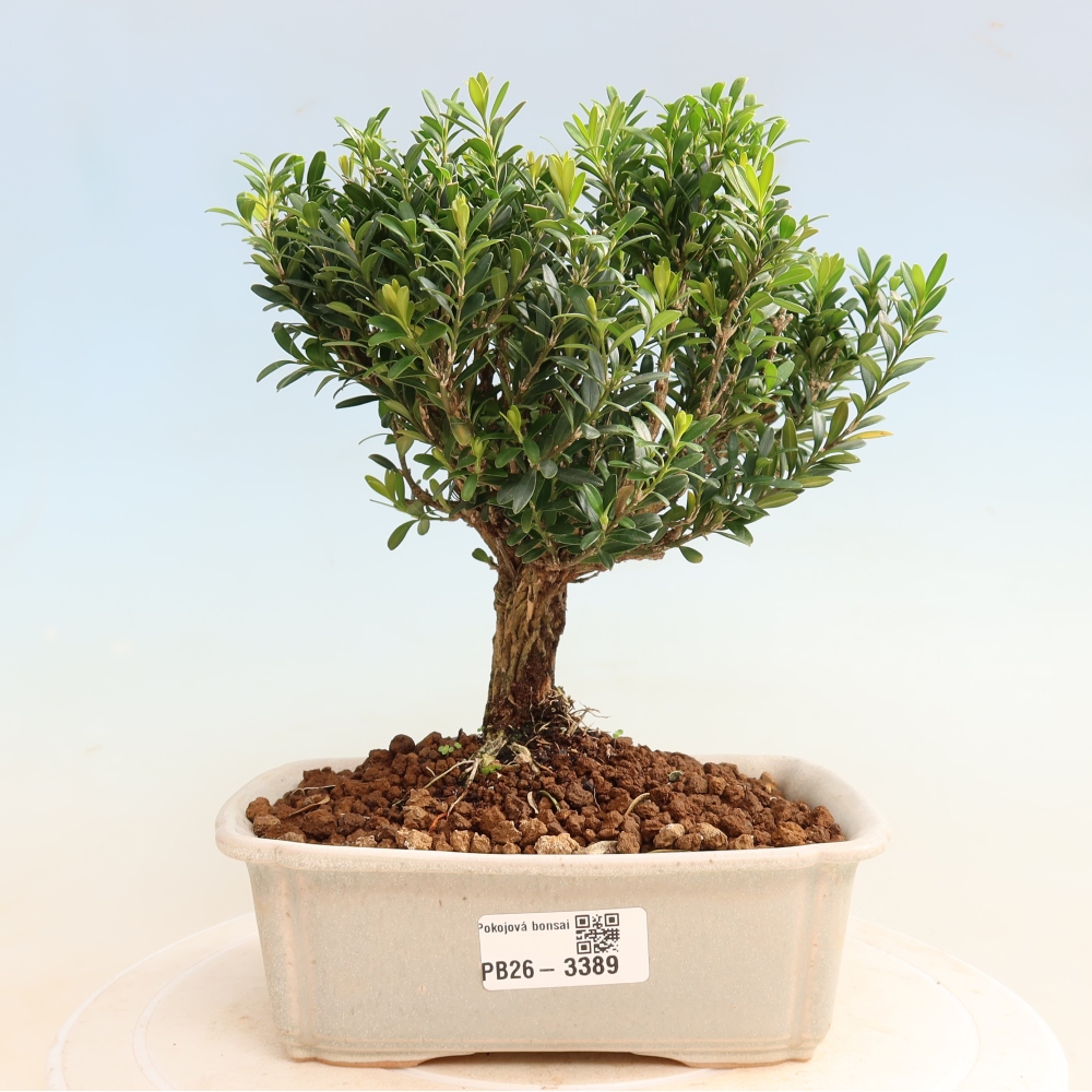 Pokój bonsai - Buxus harlandii - buxus korkowy