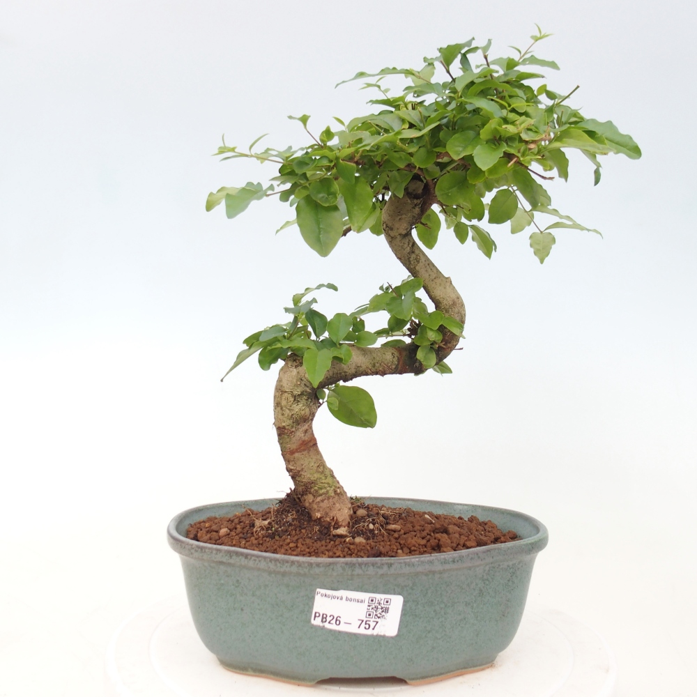 Pokój bonsai - Ligustrum chinensis - Dziób ptaka