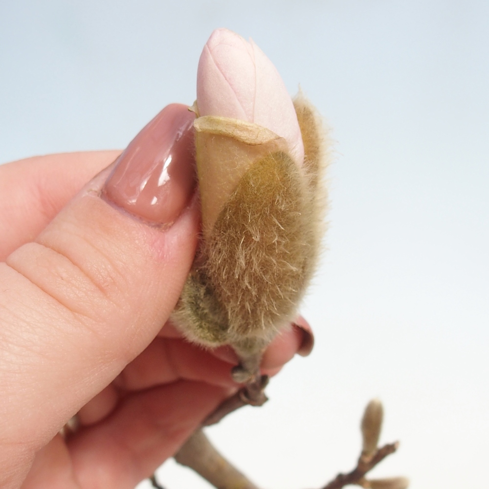 Bonsai na zewnątrz - Magnolia stellata