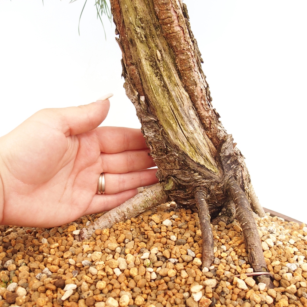 Outdoor bonsai - Pinus thunbergii - sosna Thunberga